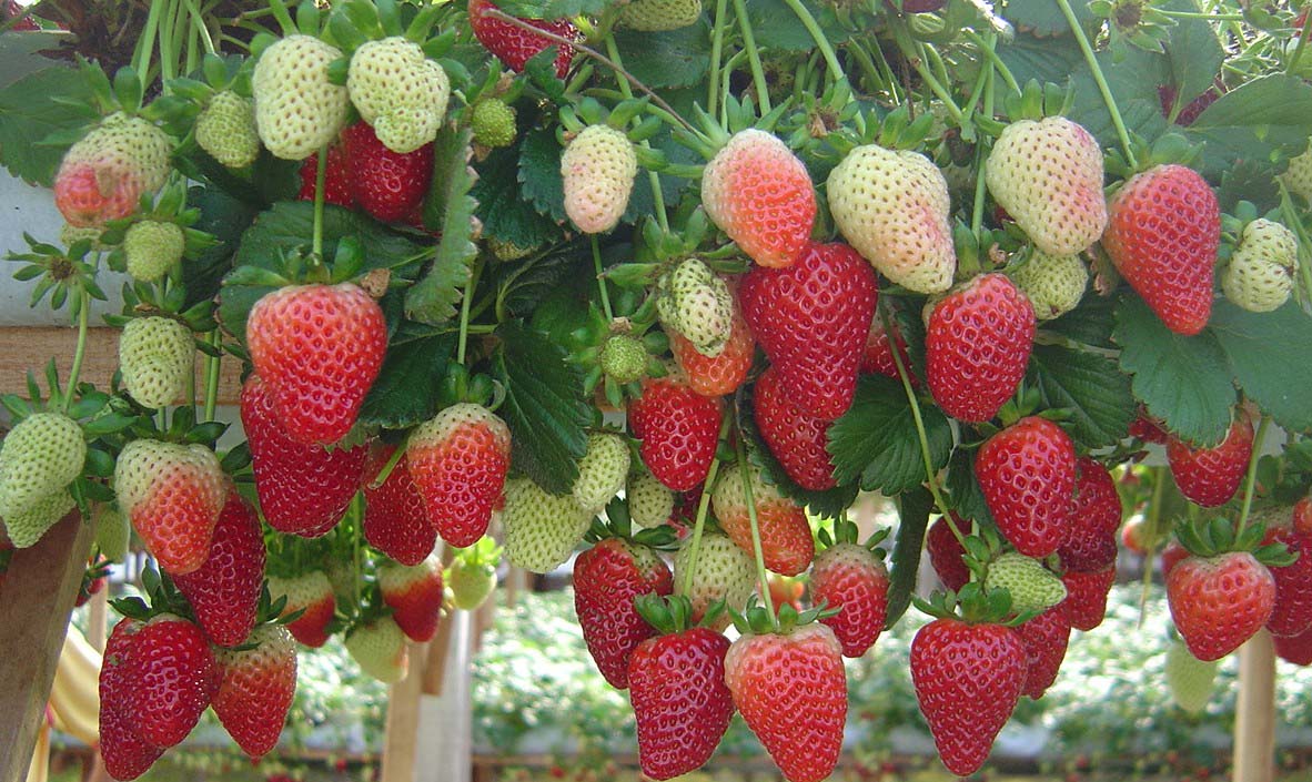 Coleta de dados para o censo do morango inicia nesta quarta-feira